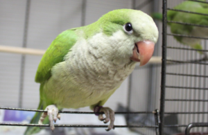 Quaker Parrot Cost