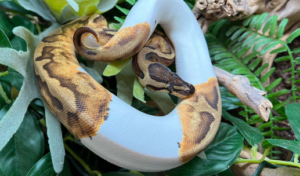 Ball Pythons