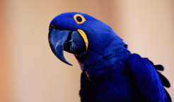 Hyacinth Macaw Cost