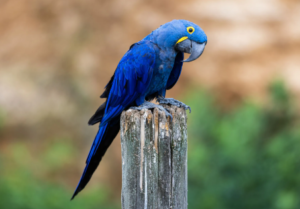 Hyacinth Macaw Cost