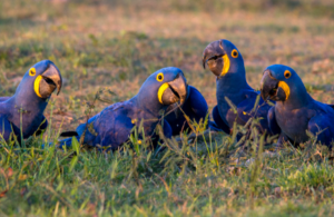 Hyacinth Macaw Cost