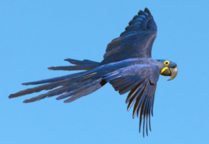 Hyacinth Macaw Cost