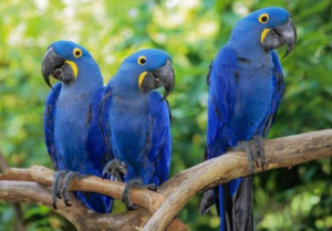 Hyacinth Macaw Cost