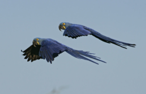 Hyacinth Macaw Cost