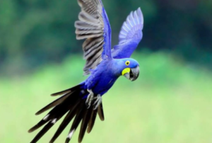 Hyacinth Macaw Cost