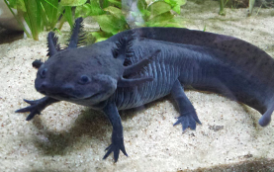 Black Axolotl