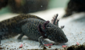 Black Axolotl