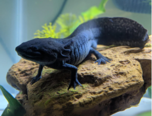 Black Axolotl