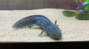 Black Axolotl