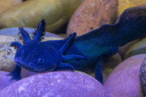 Black Axolotl