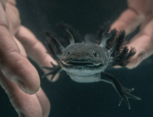 Black Axolotl