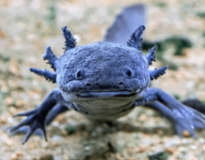 Black Axolotl