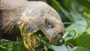 Turtles Eat Chocolate