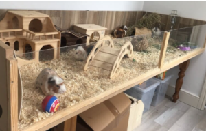 Guinea Pig Cage