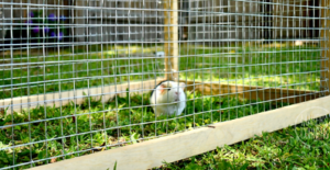 Guinea Pig Cage