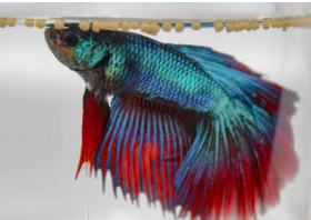 Bloated Betta Fish