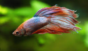 Bloated Betta Fish