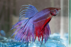 Bloated Betta Fish