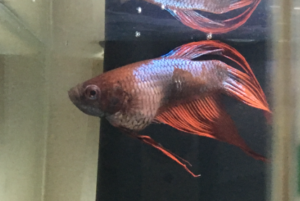 Bloated Betta Fish