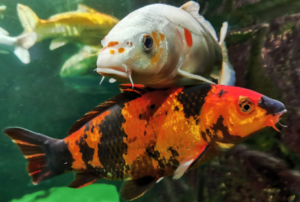 Do Koi Eat Other Fish?