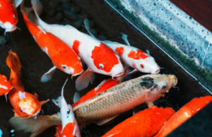 Do Koi Eat Other Fish?