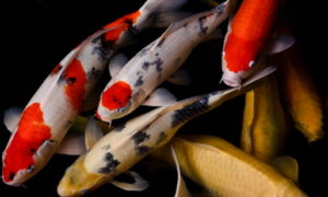 Do Koi Eat Other Fish?