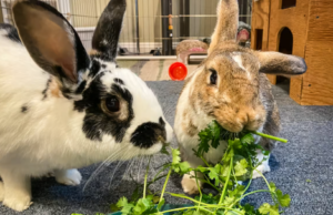 Can Rabbits Eat Cilantro