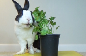 Can Rabbits Eat Cilantro