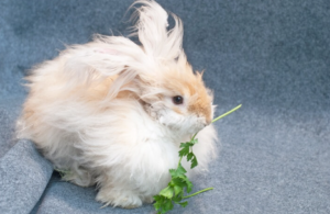 Rabbits Eat Cilantro