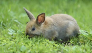 Can Rabbits Eat Cilantro