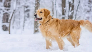 Can Dogs Move Quietly on Snow?