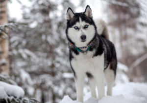 Can Dogs Move Quietly on Snow?