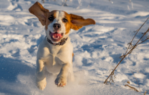 Can Dogs Move Quietly on Snow?