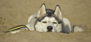 Huskies Have Lower Energy Levels in Summer