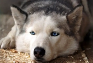 Huskies Have Lower Energy Levels in Summer