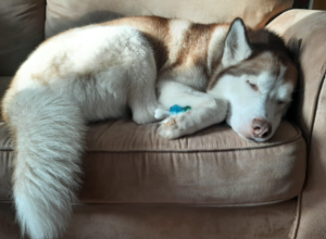 Huskies Have Lower Energy Levels in Summer