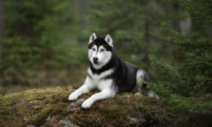 Huskies Have Lower Energy Levels in Summer