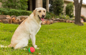 Can Kids and Pets Use a Lawn After Treatment?