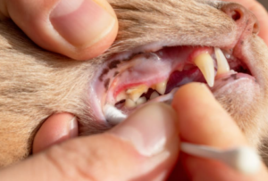 Cat Tooth Removal