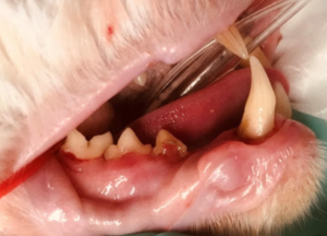 Cat Tooth Removal