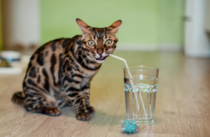 Cats Drink Alkaline Water