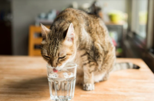 Cats Drink Alkaline Water