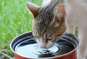 Cats Drink Alkaline Water