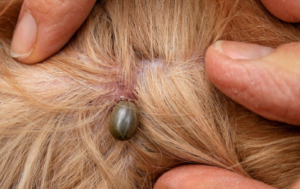 Find A Tick On Your Dog