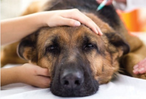 Canine Influenza in Greensboro