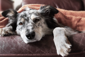 Canine Influenza in Greensboro