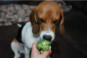 Can Dogs Eat Broccoli Rabe?