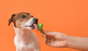 Can Dogs Eat Broccoli Rabe?