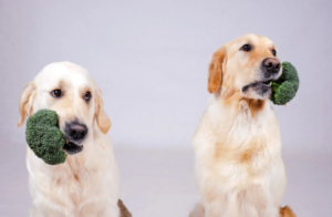 Can Dogs Eat Broccoli Rabe?