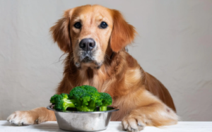 Can Dogs Eat Broccoli Rabe?